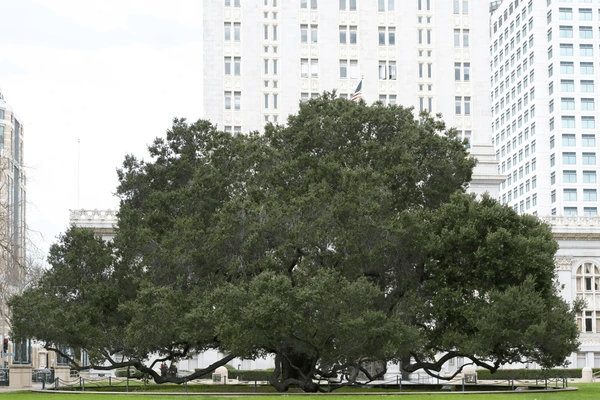 Live Oak Pre-Listing Appraisal